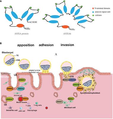 The role of the annexin A protein family at the maternal–fetal interface